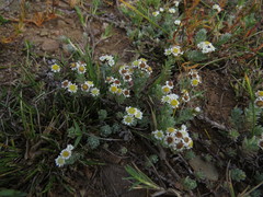 Gnaphalium declinatum