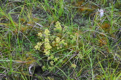 Chrysosplenium serreanum