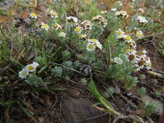 Gnaphalium declinatum