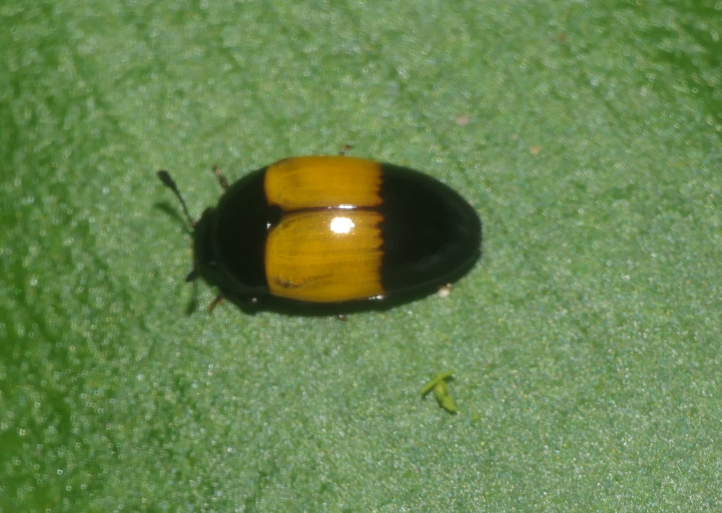 Mycotretus dimidiatus