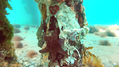 Sycozoa cerebriformis