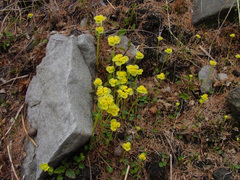 Chrysosplenium serreanum