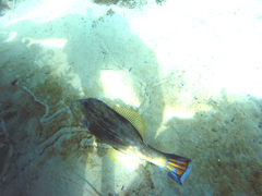 Cochleoceps bicolor