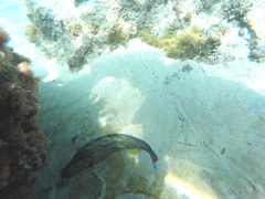 Cochleoceps bicolor