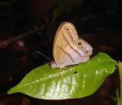 Amiga arnaca