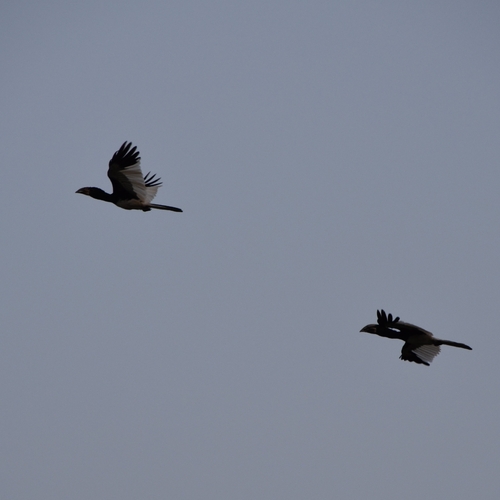 Piping Hornbill (Bycanistes fistulator), photo 8