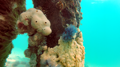 Clavelina moluccensis