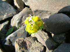 Chrysosplenium serreanum