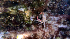 Schizophrys rufescens