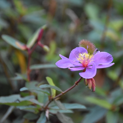 Clappertonia ficifolia, photograph 3