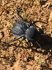 Microschatia inaequalis