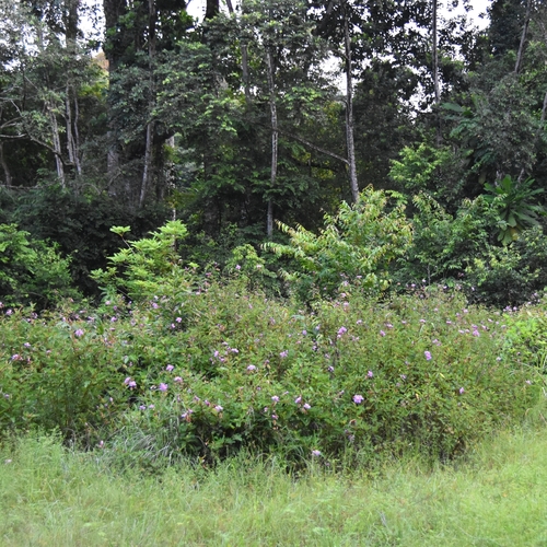 Clappertonia ficifolia, photograph 4