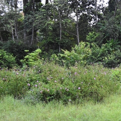 Clappertonia ficifolia, photograph (c) Nathan Van Cooten, some rights reserved (CC BY)