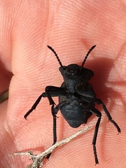 Microschatia inaequalis