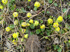 Chrysosplenium serreanum