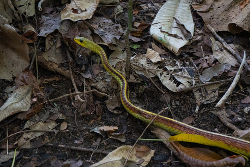 Chironius spixii (Hallowell, 1845)