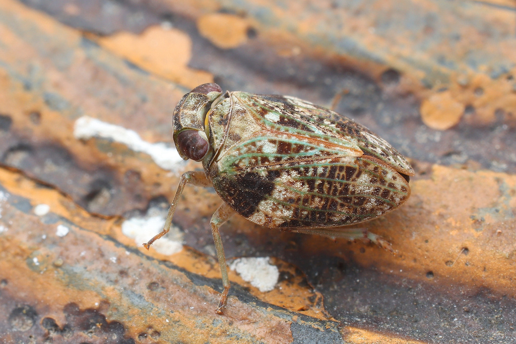 Tambuohan Insect Thabena from 中国广东省深圳市罗湖区 on January 06, 2026 at 01:21 PM by Shiwan Lu ...