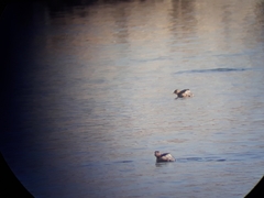 Tachybaptus ruficollis