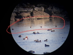 Tachybaptus ruficollis