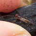 Hubbardiidae - Photo (c) Marshal Hedin, μερικά δικαιώματα διατηρούνται (CC BY)
