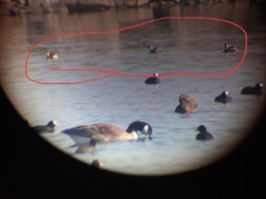 Tachybaptus ruficollis