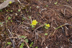 Chrysosplenium serreanum