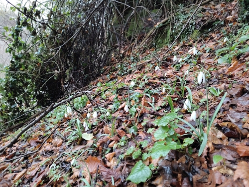 Galanthus reginae-olgae, photograph 6