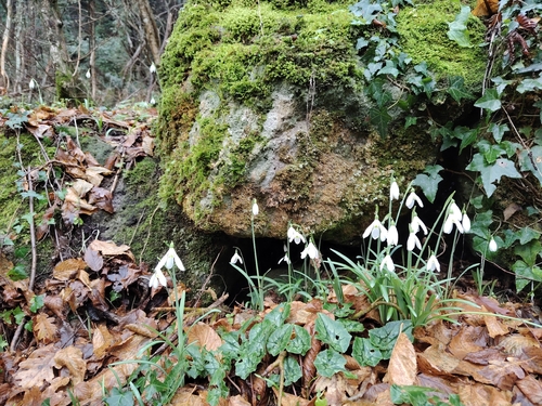 Galanthus reginae-olgae, photograph 4