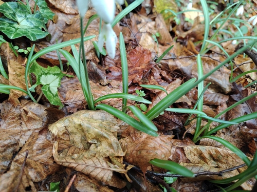 Galanthus reginae-olgae, photograph 5