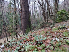 Galanthus reginae-olgae, photograph (c) mrsnowdrop, some rights reserved (CC BY)