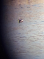 Tachybaptus ruficollis