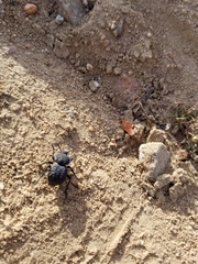 Microschatia inaequalis