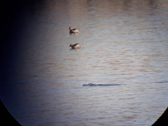 Tachybaptus ruficollis