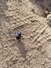 Microschatia inaequalis