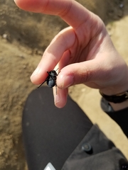 Microschatia inaequalis