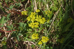 Chrysosplenium serreanum