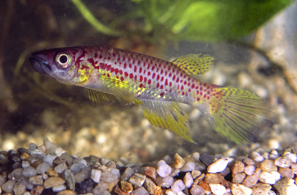 Huber's panchax (Epiplatys huberi) — Nothobranchiidae
