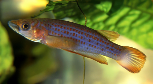Redspotted panchax (Epiplatys lamottei) — Nothobranchiidae