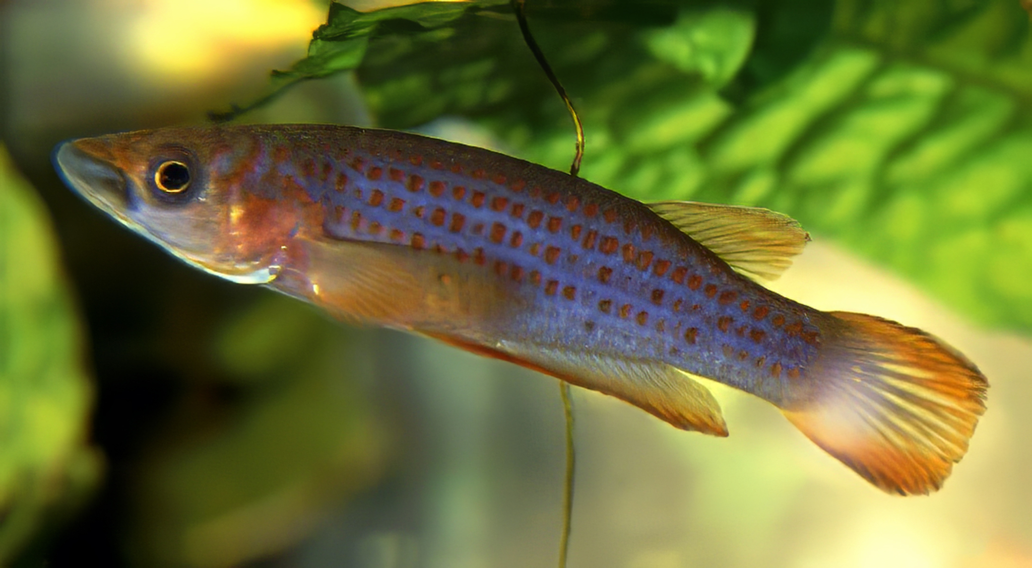 Epiplatys lamottei