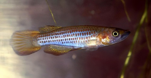 Redspotted panchax (Epiplatys lamottei) — Nothobranchiidae — 2