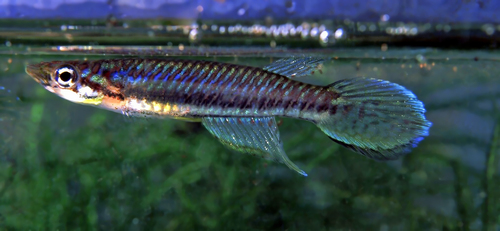 Tweeband-epiplatys (Epiplatys bifasciatus) — Nothobranchiidae