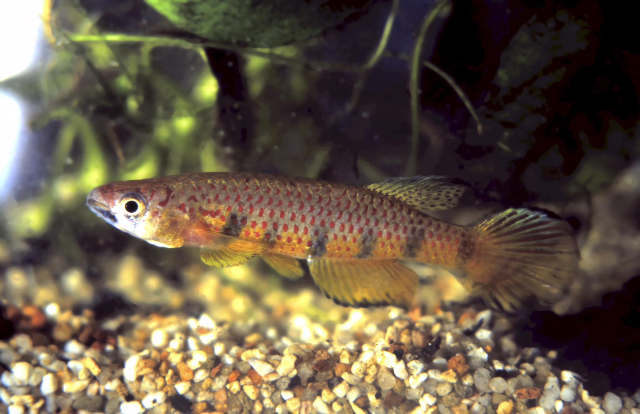 Epiplatys berkenkampi