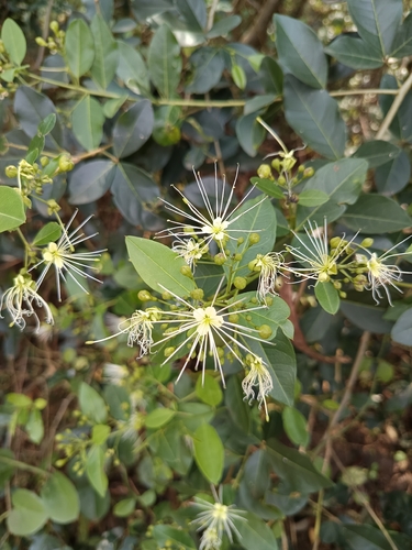 Maerua triphylla