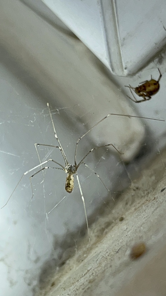 Pholcus zichyi