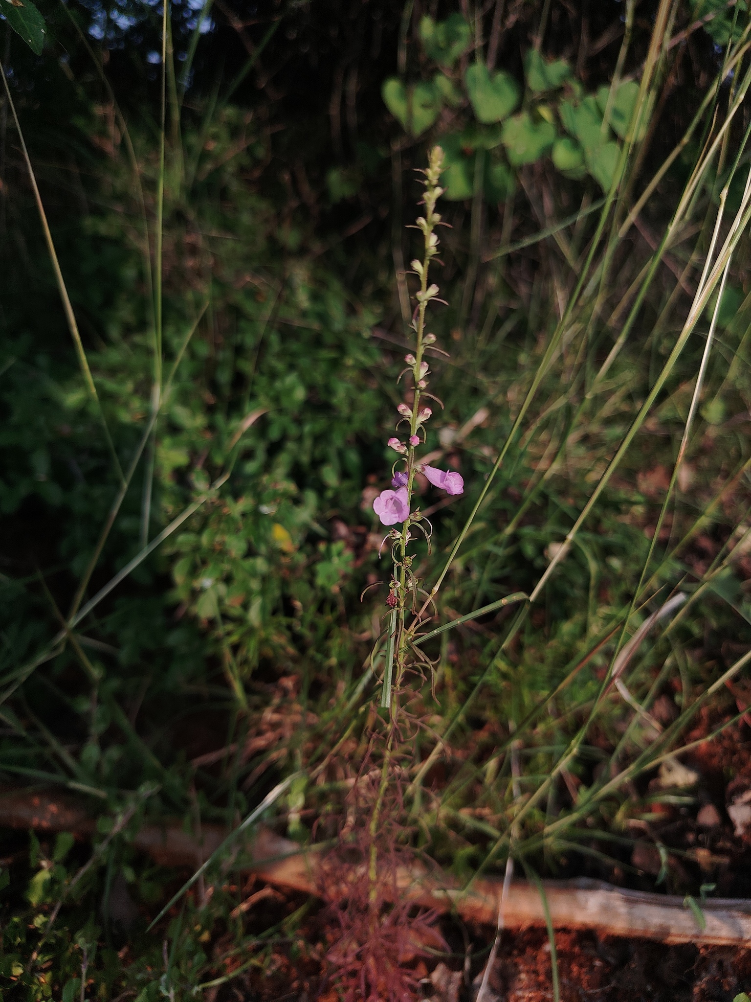 Micrargeria wightii