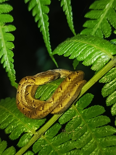 Common Mock Viper