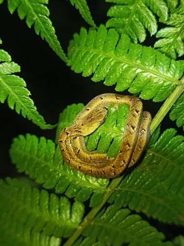 Common Mock Viper