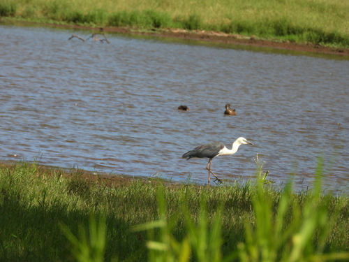 White-necked Heron (Ardea pacifica), photo 4