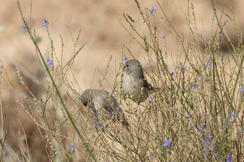 Arabian Serin (Crithagra rothschildi), photo 5