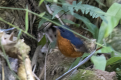Rusty-Bellied Shortwing photo 3